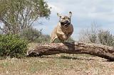 CANE CORSO 321
